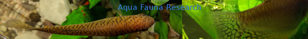 Aqua Fauna Research Logo